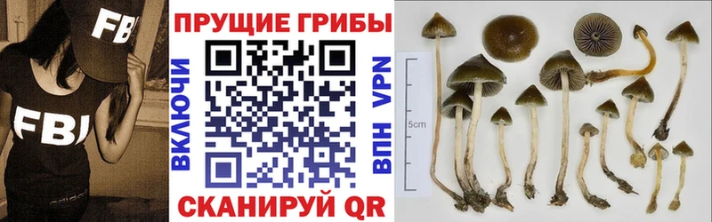 где найти наркотики  Светогорск  Псилоцибиновые грибы мицелий 